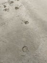 Closeup of horse footprints left on the the sandy beach