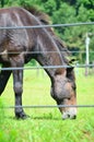 Closeup of Horse Grazing in Field on Summer Day Royalty Free Stock Photo