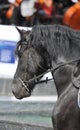 Closeup of a horse head with detail on the eye Royalty Free Stock Photo