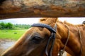 Closeup of a horse head with detail on the eye. Harnessed horse being lead - close up details. A stallion horse being riding. Royalty Free Stock Photo