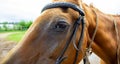 Closeup of a horse head with detail on the eye. Harnessed horse being lead - close up details. A stallion horse being riding. Royalty Free Stock Photo