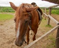 Closeup of a horse head with detail on the eye. Harnessed horse being lead - close up details. A stallion horse being riding. Royalty Free Stock Photo