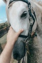 Closeup of a horse head with detail on the eye and on rider hand. Harnessed horse being lead - close up details. A stallion horse Royalty Free Stock Photo