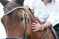 Closeup of a horse head with detail on the eye and on rider hand. harnessed horse being lead - close up details. a stallion horse Royalty Free Stock Photo