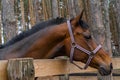 Closeup horse head in the farm, outdoor