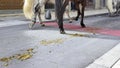 closeup of horse legs trotting with horse shit on the street