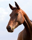 Closeup of a horse mouth