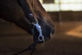 Closeup of a horse mouth with a curb bit, western riding Royalty Free Stock Photo