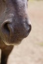 Closeup of horse mouth and nostrils Royalty Free Stock Photo