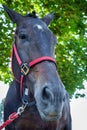 Closeup Horse Portrait Summer Royalty Free Stock Photo