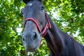 Closeup Horse Portrait Summer Royalty Free Stock Photo