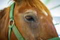 Closeup Horse Portrait Summer Royalty Free Stock Photo