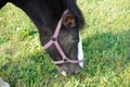 Closeup of a horse with a purple halter grazing on a field Royalty Free Stock Photo