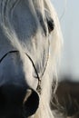 Closeup of horse's eye Royalty Free Stock Photo
