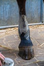 Closeup of a horse`s hind leg with gray alumina clay paste applied as medical treatment against tendinitis tendon inflammation