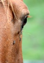Horse`s eye with flies Royalty Free Stock Photo