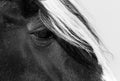 Closeup of horse showing its beautiful eye with white hair above Royalty Free Stock Photo