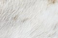 Closeup horse skin or fur Royalty Free Stock Photo