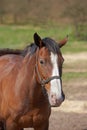 A closeup of a horse standing in a field on a bright sunny day. Beautiful brown horse with long mane portrait in motion Royalty Free Stock Photo