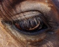 Closeup Horses Eye Royalty Free Stock Photo