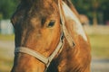 Closeup of horses face in the farm and sunshine in the evening.