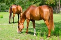 Closeup of horses grazing in a small field Royalty Free Stock Photo