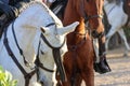 Closeup of horses at National Horse Fair 2022 in Golega, Portugal.