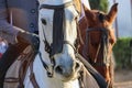 Closeup of horses at National Horse Fair 2022 in Golega, Portugal.