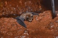 Closeup of Horseshoe bat, Rhinolophus ferrumequinum