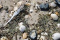 Closeup of Horseshoe crab eggs on beach along the tidal waters along Delaware Bay Royalty Free Stock Photo