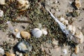 Closeup of Horseshoe crab eggs on beach along the tidal waters along Delaware Bay Royalty Free Stock Photo