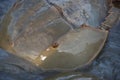 Closeup of Horseshoe crab in tidal waters along Delaware Bay Royalty Free Stock Photo