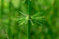 Horsetail plant Equisetum closeup - Davie, Florida, USA Royalty Free Stock Photo