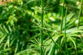 Horsetail plant Equisetum closeup - Davie, Florida, USA Royalty Free Stock Photo