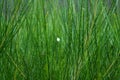 Closeup of Horsetails, Equisetum debile Roxb grass background