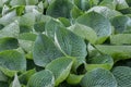 Closeup of Hosta leaves. Curled, textured, with raindrops. Royalty Free Stock Photo