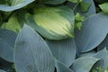 Closeup of a hosta plant, big blue-green leaves pattern, decorative foliage in the garden Royalty Free Stock Photo