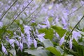 Hosta sieboldiana with light violet flowers Royalty Free Stock Photo