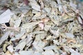 Closeup hot of dried senna leaves tea