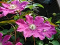 Closeup of Hot Pink Passion Flowers