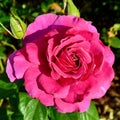 A closeup of a hot pink rose in a sunny garden Royalty Free Stock Photo