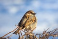 closeup of a House sparrow standing on a tree Royalty Free Stock Photo
