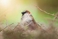 closeup of a House sparrow standing on a tree Royalty Free Stock Photo