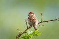 closeup of a House sparrow standing on a tree Royalty Free Stock Photo