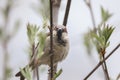 closeup of a House sparrow standing on a tree Royalty Free Stock Photo