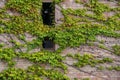 Closeup of house wall covered with ivy