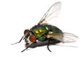 Closeup of a housefly