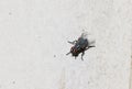 Closeup of Housefly on the white floor Royalty Free Stock Photo
