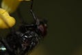 Closeup of a housefly on a yellow flower.