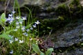 Closeup of Houstonia caerulea against a blurred background